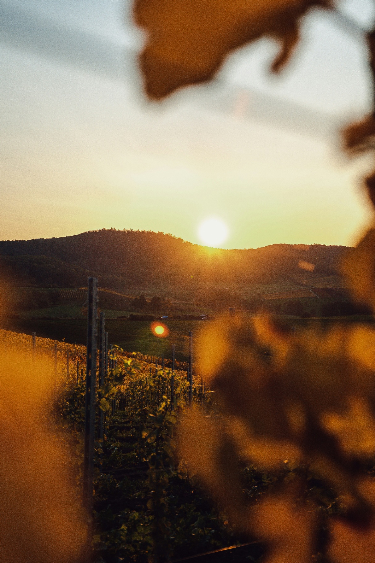 Sonnenuntergang über Weingärten mit Blick auf sanfte Hügel